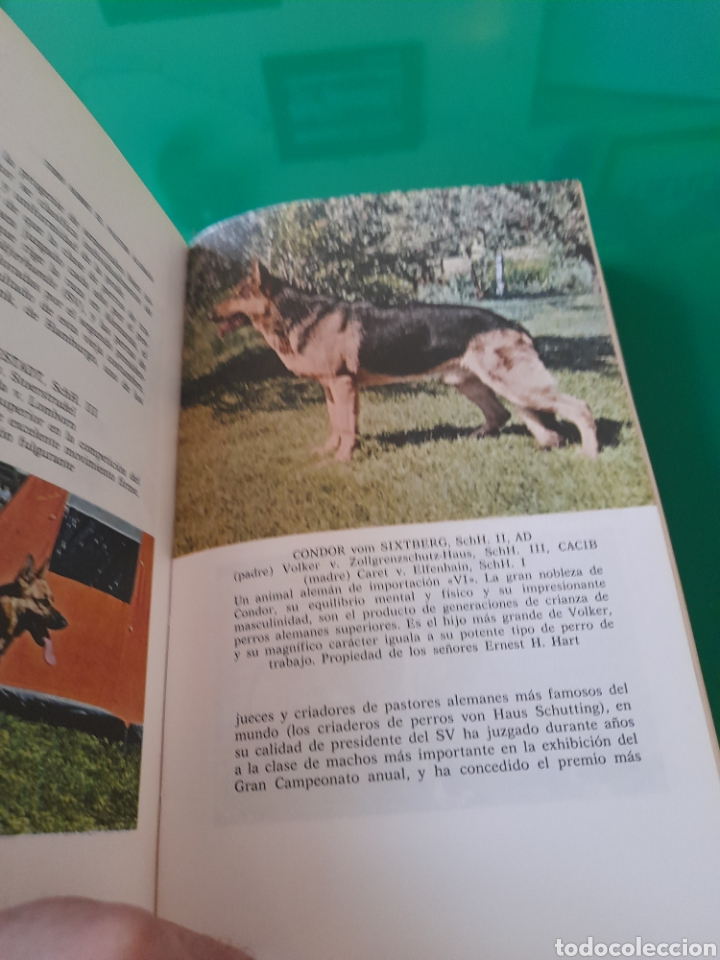 Libros de segunda mano: Todo sobre el pastor alem&aacute;n - Foto 4