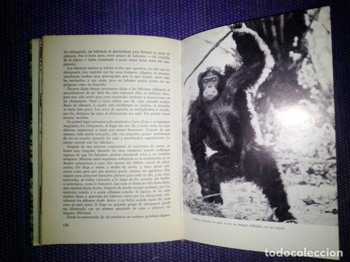 Libros de segunda mano: MIs amigos los chimpanc&eacute;s - Foto 3