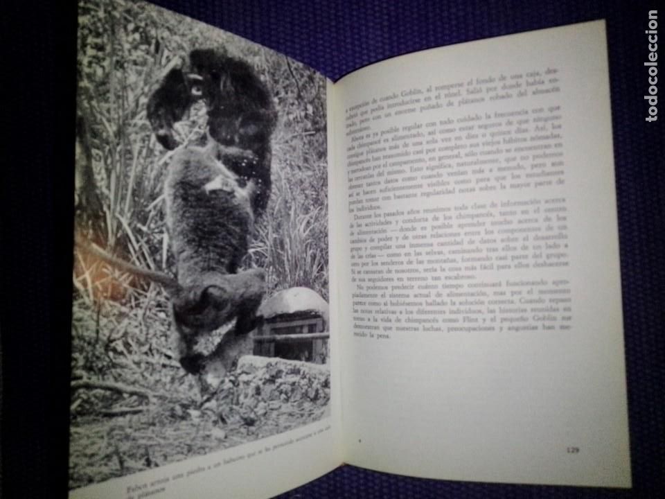Libros de segunda mano: MIs amigos los chimpanc&eacute;s - Foto 4