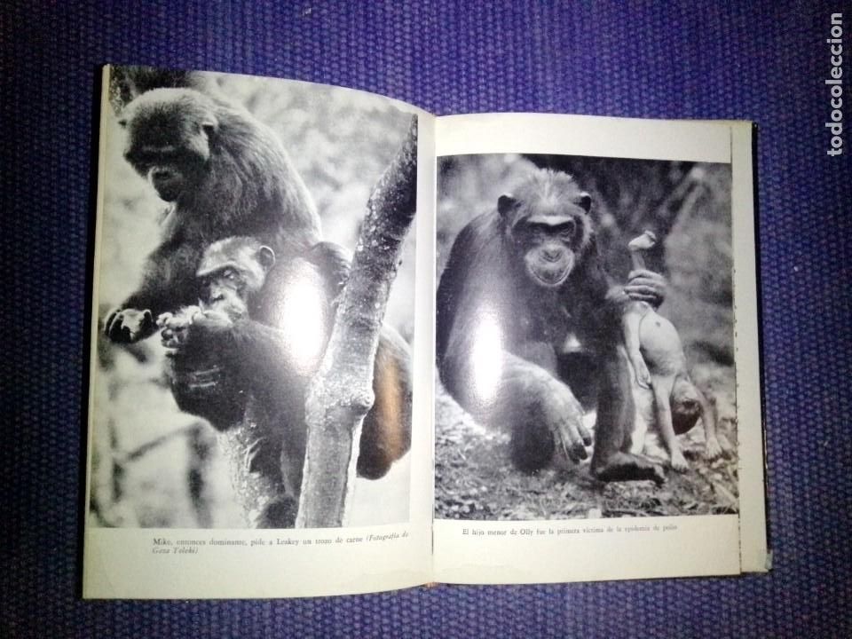 Libros de segunda mano: MIs amigos los chimpanc&eacute;s - Foto 5