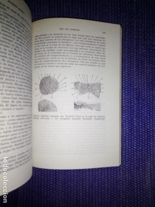 Libros de segunda mano: Morris, Desmond: D&iacute;as con animales - Foto 2