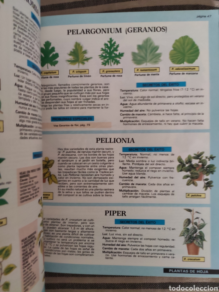 Libros de segunda mano: PLANTAS DE INTERIOR. DR. D.G.HESSAYON. - Foto 2