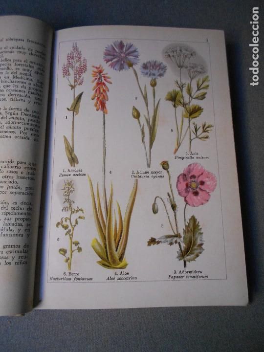 Libros de segunda mano: LAS PLANTAS BIENHECHORAS - Foto 5