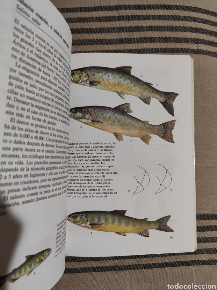 Libros de segunda mano: PECES DE LAGOS Y R&Iacute;OS. SUSAETA EDITORIAL. - Foto 2