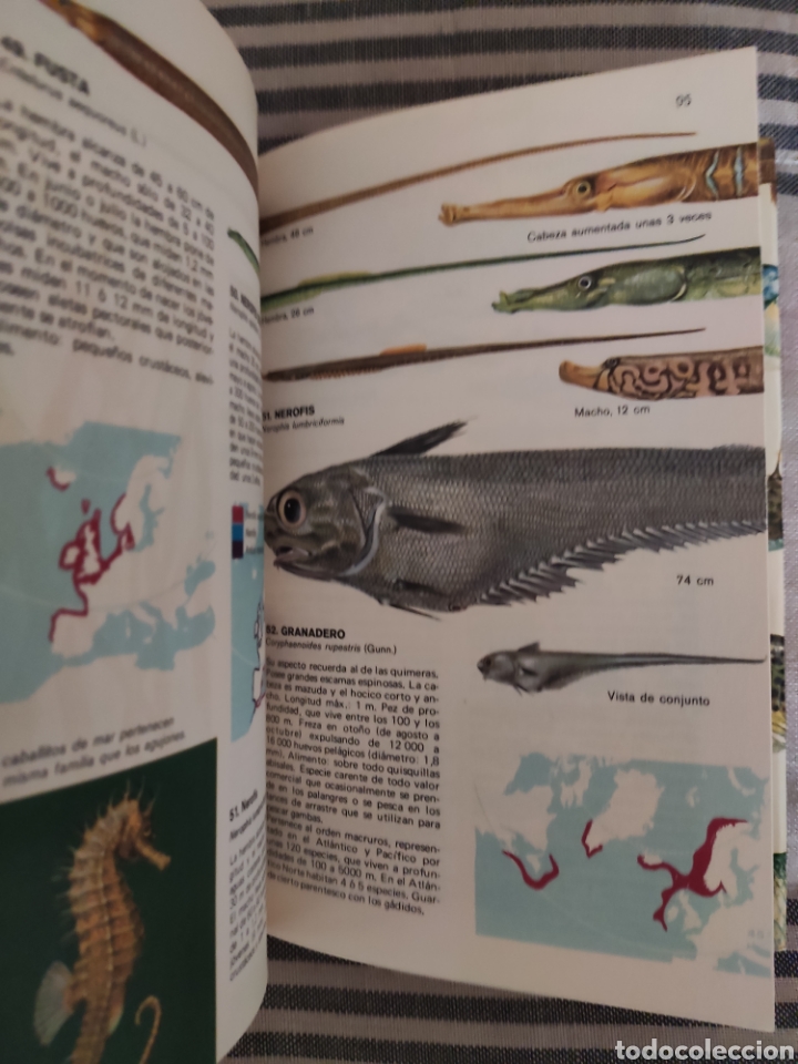 Libros de segunda mano: GU&Iacute;A DE LOS PECES DE MAR. MUUS / DAHLSTR&Ouml;M. OMEGA. - Foto 2
