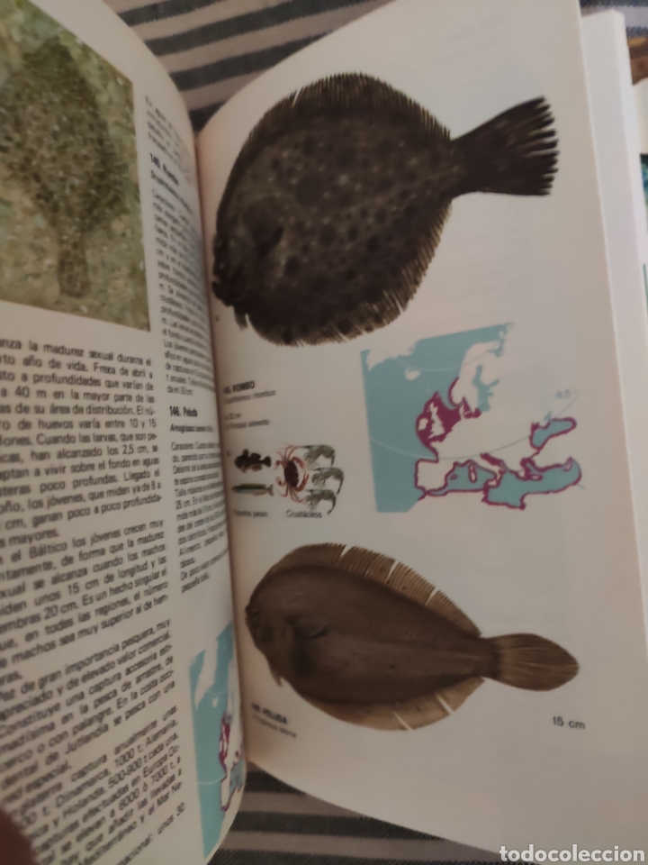 Libros de segunda mano: GU&Iacute;A DE LOS PECES DE MAR. MUUS / DAHLSTR&Ouml;M. OMEGA. - Foto 3