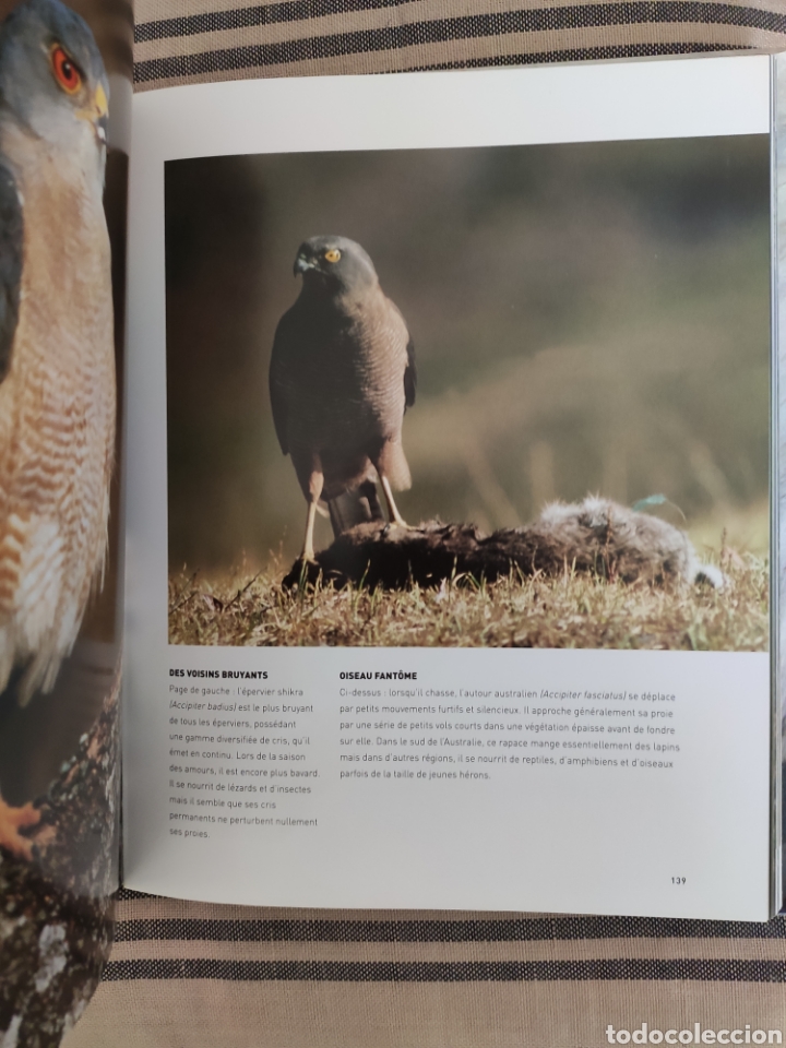 Libros de segunda mano: OISEAUX DE PROIE. PAUL D. FROST. PARRAGON. - Foto 2