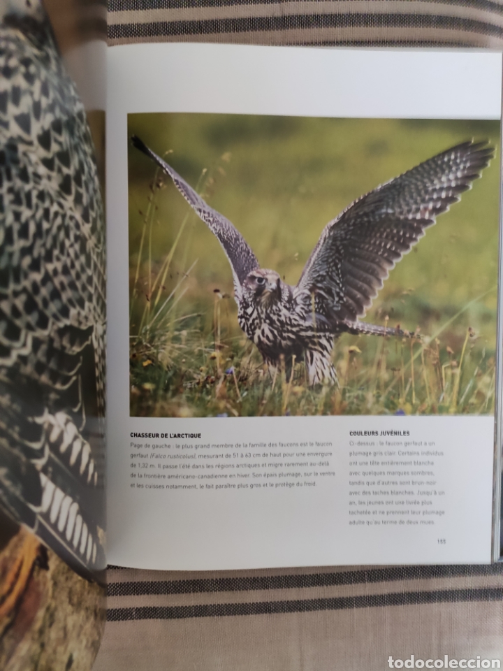 Libros de segunda mano: OISEAUX DE PROIE. PAUL D. FROST. PARRAGON. - Foto 3