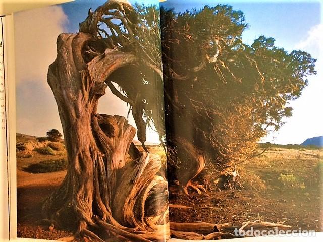 Libros de segunda mano: ARBOLES MONUMENTALES DE ESPA&Ntilde;A - Foto 4