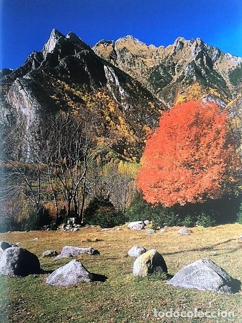 Libros de segunda mano: ARBOLES MONUMENTALES DE ESPA&Ntilde;A - Foto 5