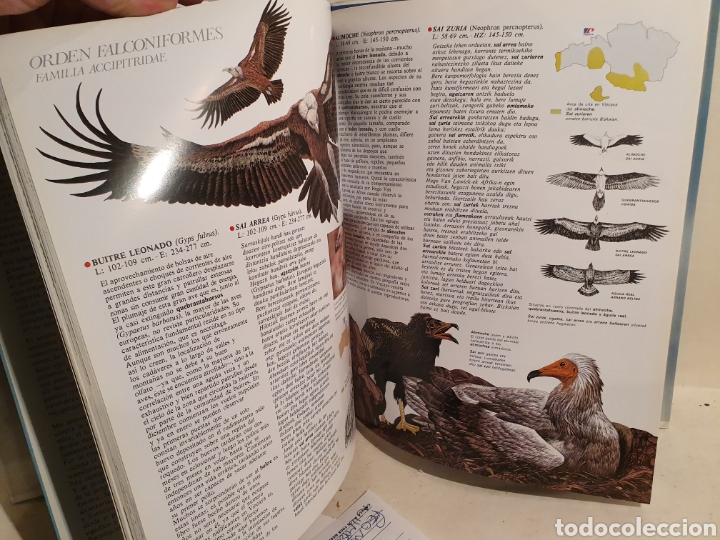 Libros de segunda mano: GURE HEGASTIAK. NUESTRAS AVES. PETRONOR, 3&deg;EDICI&Oacute;N A&Ntilde;O 2000 - Foto 4