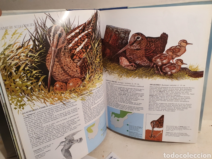 Libros de segunda mano: GURE HEGASTIAK. NUESTRAS AVES. PETRONOR, 3&deg;EDICI&Oacute;N A&Ntilde;O 2000 - Foto 3