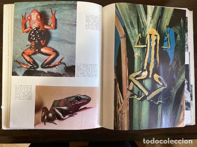 Libros de segunda mano: Los anfibios de Seix Barral - Foto 2