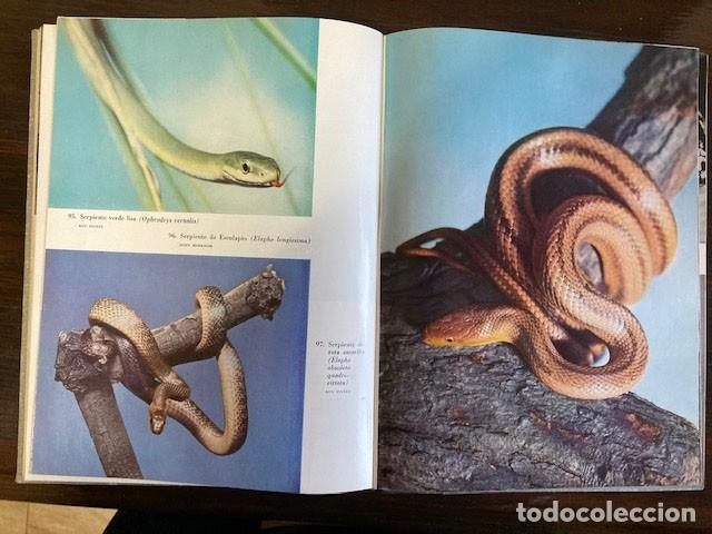 Libros de segunda mano: Los reptiles Seix Barral - Foto 1