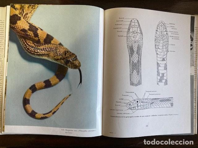Libros de segunda mano: Los reptiles Seix Barral - Foto 2