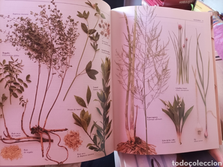 Libros de segunda mano: La nueva era de las hierbas Richard mabey - Foto 5