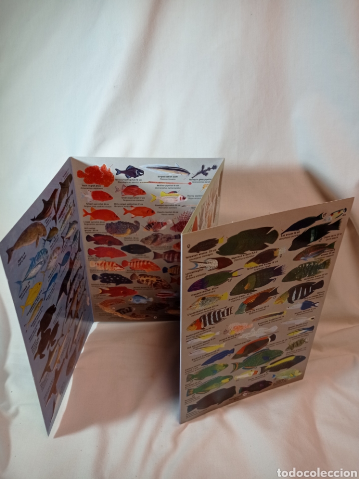 Libros de segunda mano: GU&Iacute;A COMPLETA DEL ARRECIFE DEL MAR ROJO EN INGL&Eacute;S - Foto 2