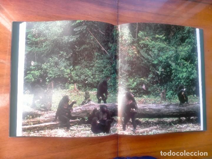 Libros de segunda mano: Bonobos. Frans de Waal. Photos Frans Lanting - Foto 9