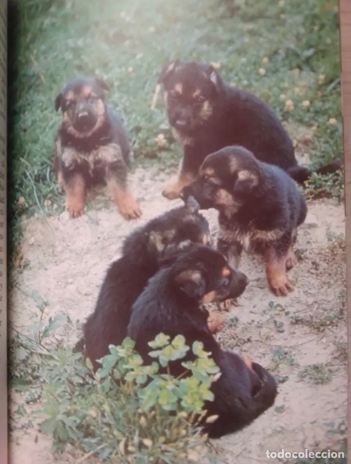 Libros de segunda mano: EL CACHORRO (LIBRO NUEVO) - Foto 3