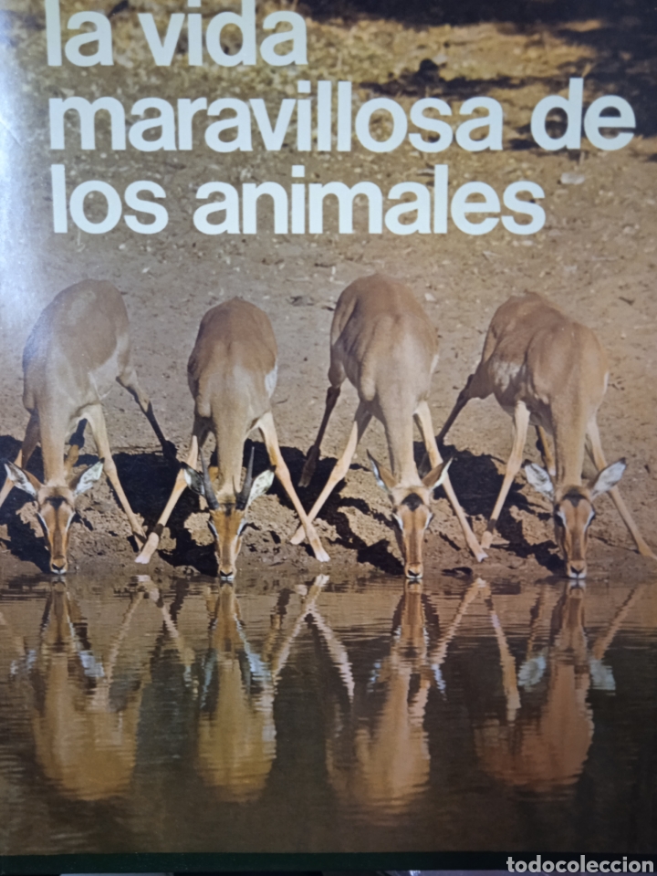 Libros de segunda mano: La vida maravillosa de los animales - Foto 2