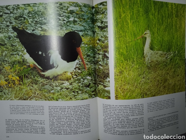 Libros de segunda mano: La vida maravillosa de los animales - Foto 3
