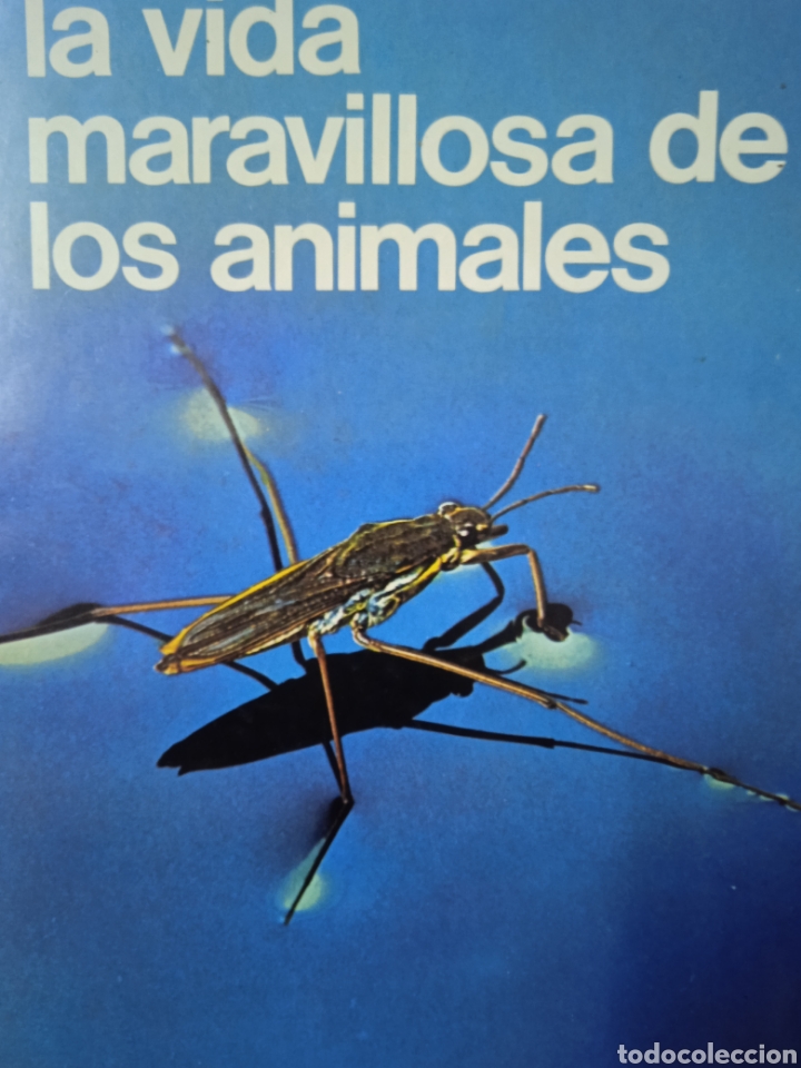 Libros de segunda mano: La vida maravillosa de los animales - Foto 1