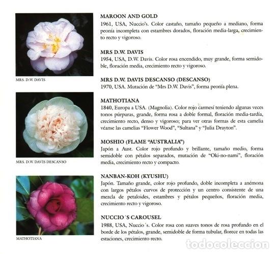 m2599 - camelia. el genero camelia en galicia. - Comprar Libros de biología  y botánica de segunda mano en todocoleccion - 315321758