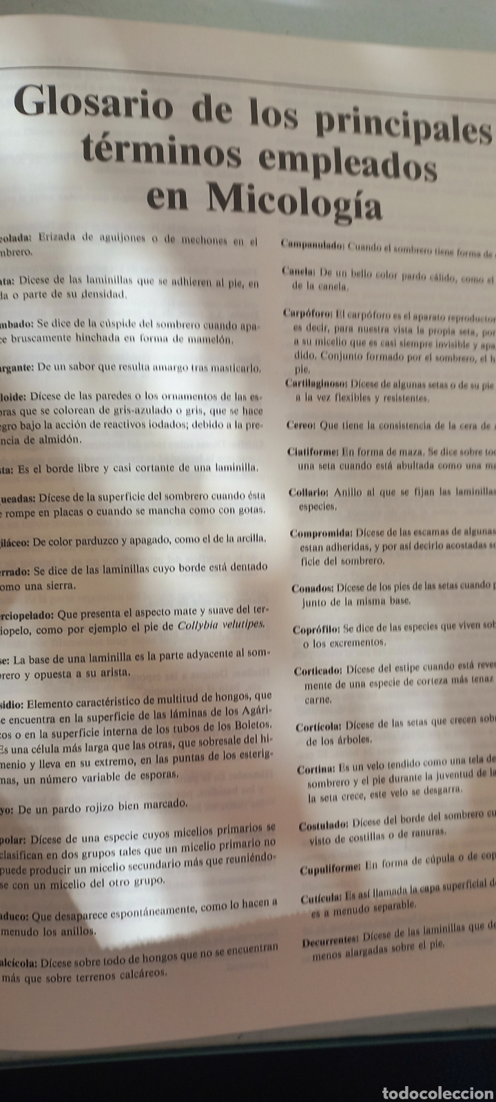 Libros de segunda mano: El Gran libro de las Setas. - Foto 3