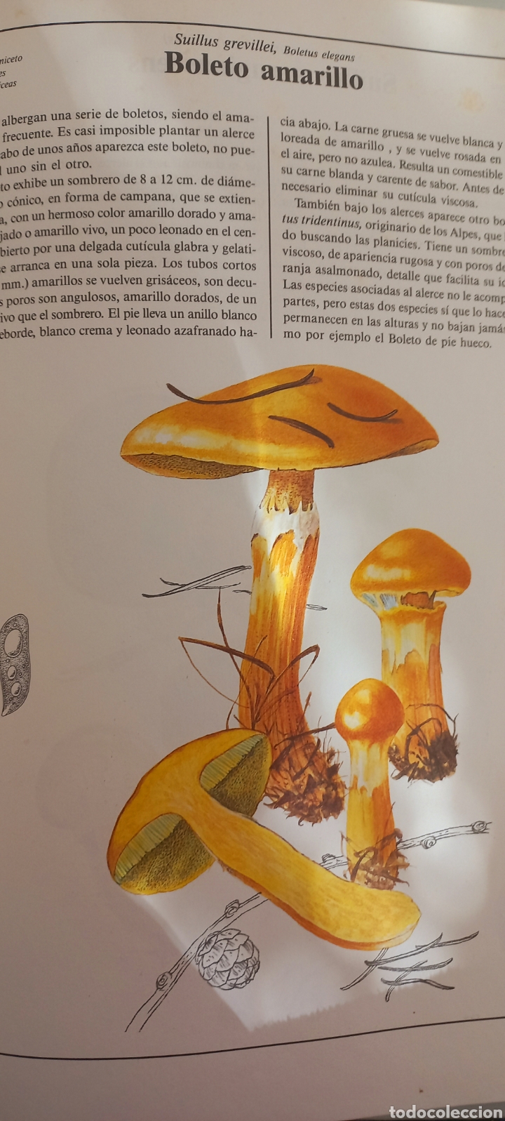 Libros de segunda mano: El Gran libro de las Setas. - Foto 4