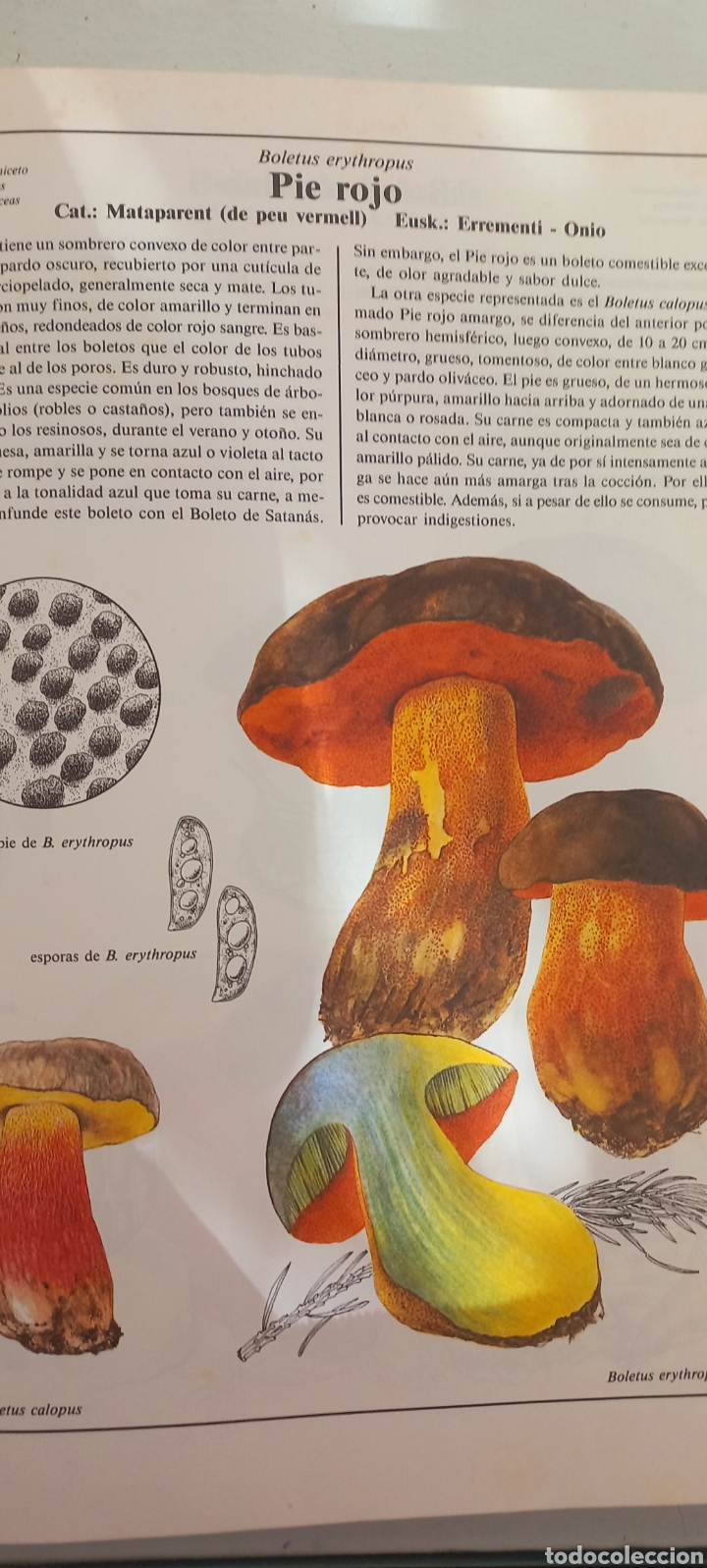 Libros de segunda mano: El Gran libro de las Setas. - Foto 5