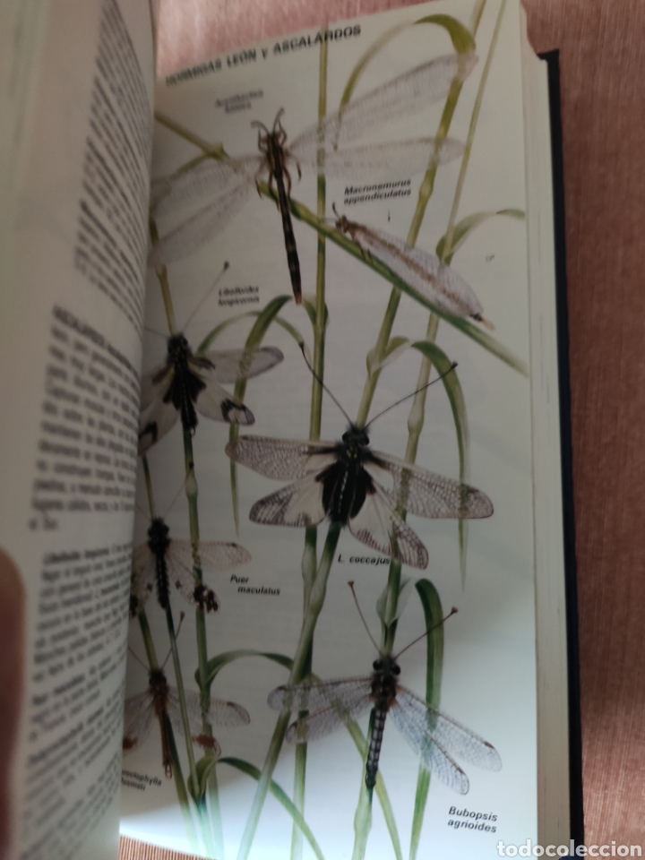 Libros de segunda mano: GUIA DE LOS INSECTOS DE EUROPA. MICHAEL CHINERY. OMEGA EDITORIAL. - Foto 2