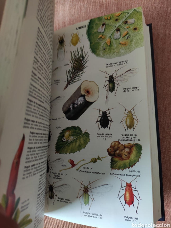Libros de segunda mano: GUIA DE LOS INSECTOS DE EUROPA. MICHAEL CHINERY. OMEGA EDITORIAL. - Foto 3