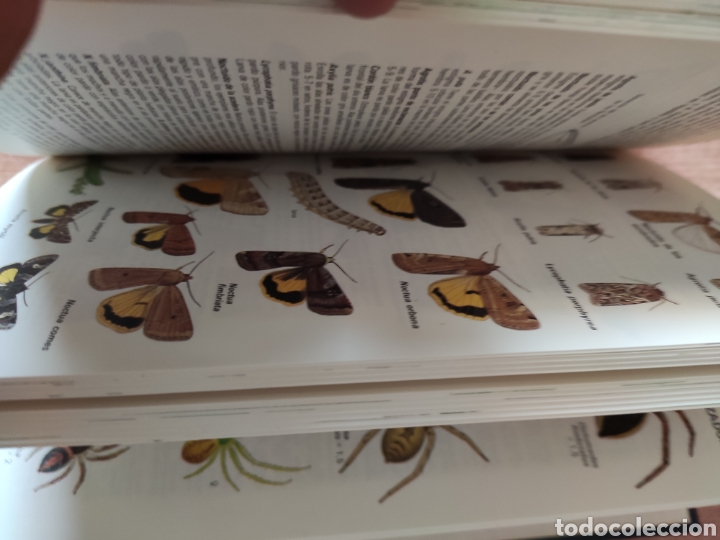 Libros de segunda mano: GUIA DE LOS INSECTOS DE EUROPA. MICHAEL CHINERY. OMEGA EDITORIAL. - Foto 1