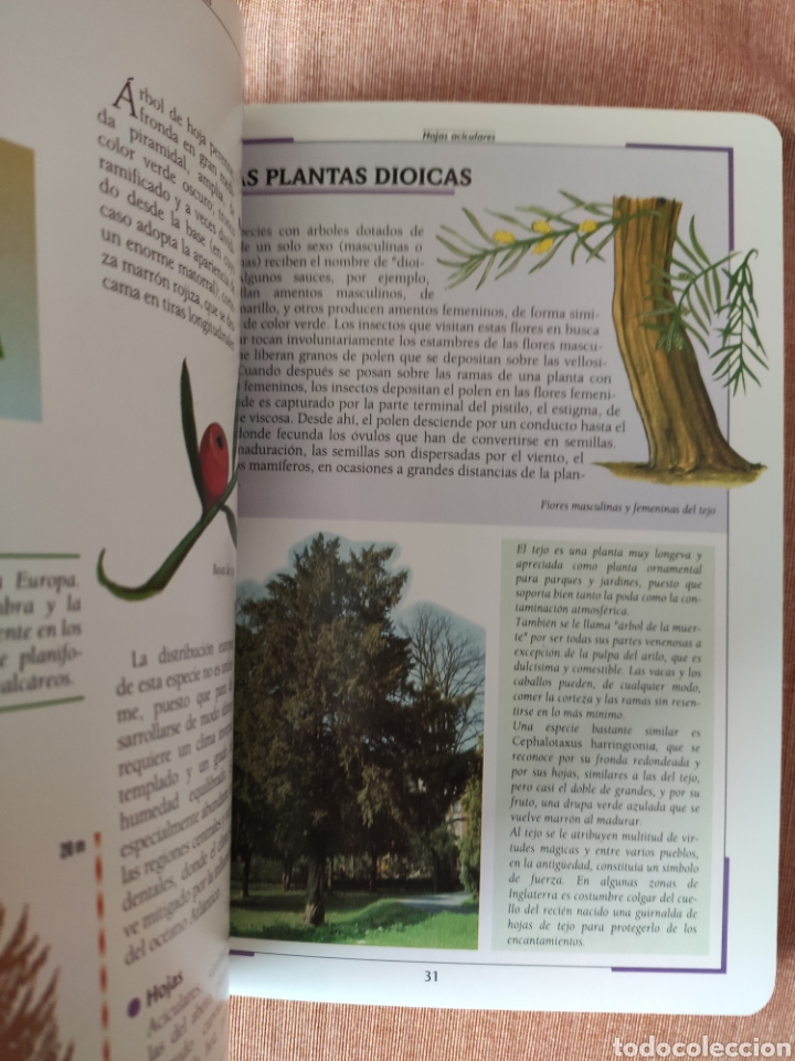 Libros de segunda mano: &iquest;QU&Eacute; &Aacute;RBOL ES? MANUAL ILUSTRADO. SUSAETA. - Foto 2