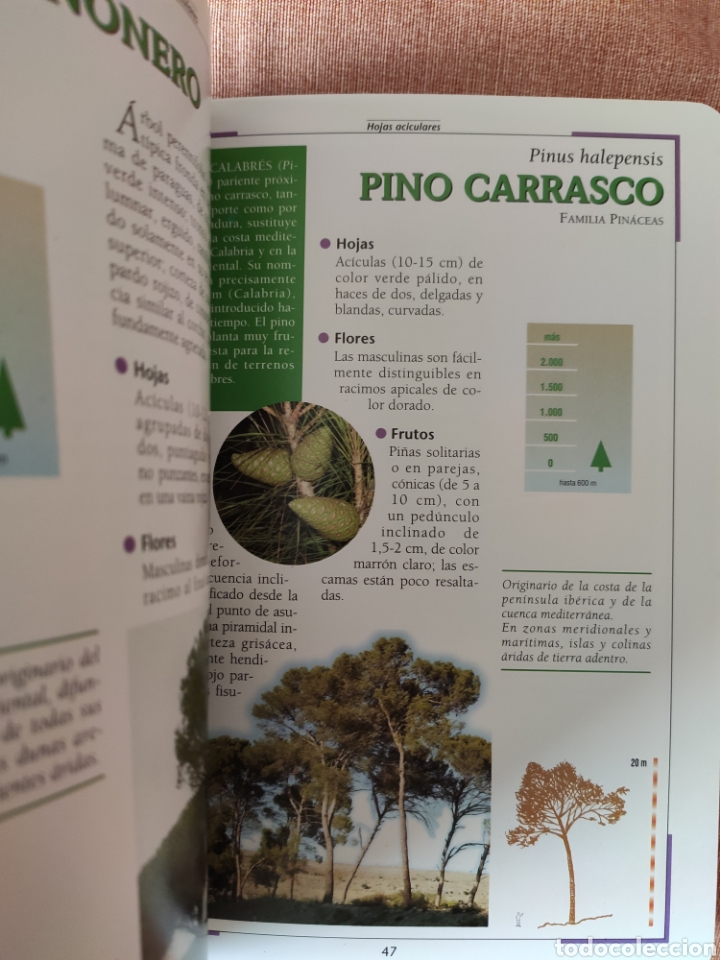 Libros de segunda mano: &iquest;QU&Eacute; &Aacute;RBOL ES? MANUAL ILUSTRADO. SUSAETA. - Foto 3