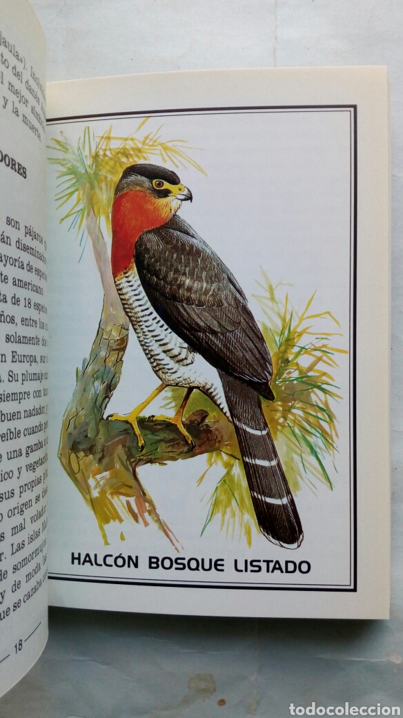 Libros de segunda mano: P&aacute;jaros. Toni Howe. - Foto 3