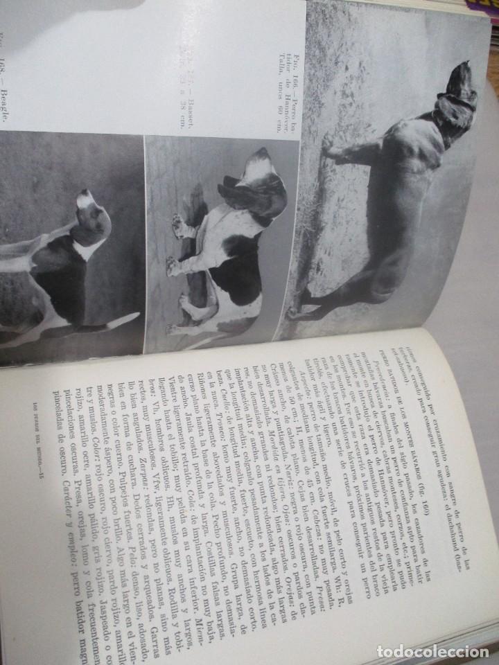 Libros de segunda mano: ERICH SCHNEIDER-LEYER Los perros del mundo W10871 - Foto 3