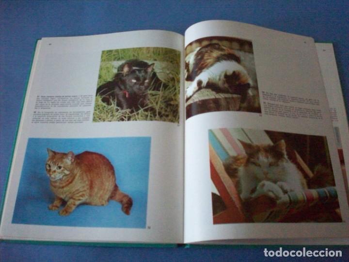 Libros de segunda mano: los gatos documental en color editorial teide - Foto 2