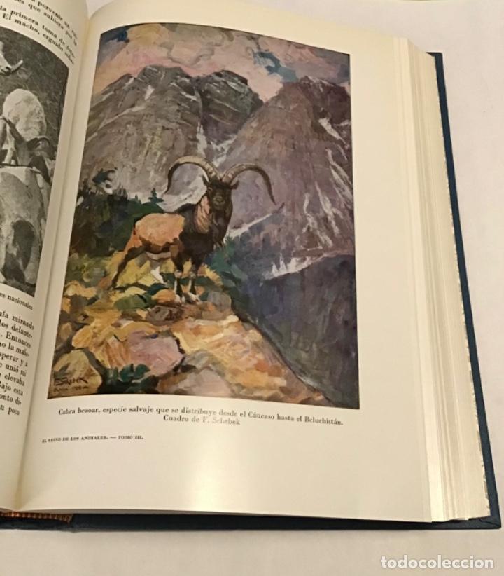 Libros de segunda mano: El reino de los animales. Espasa Calpe. 2 tomos - Foto 4