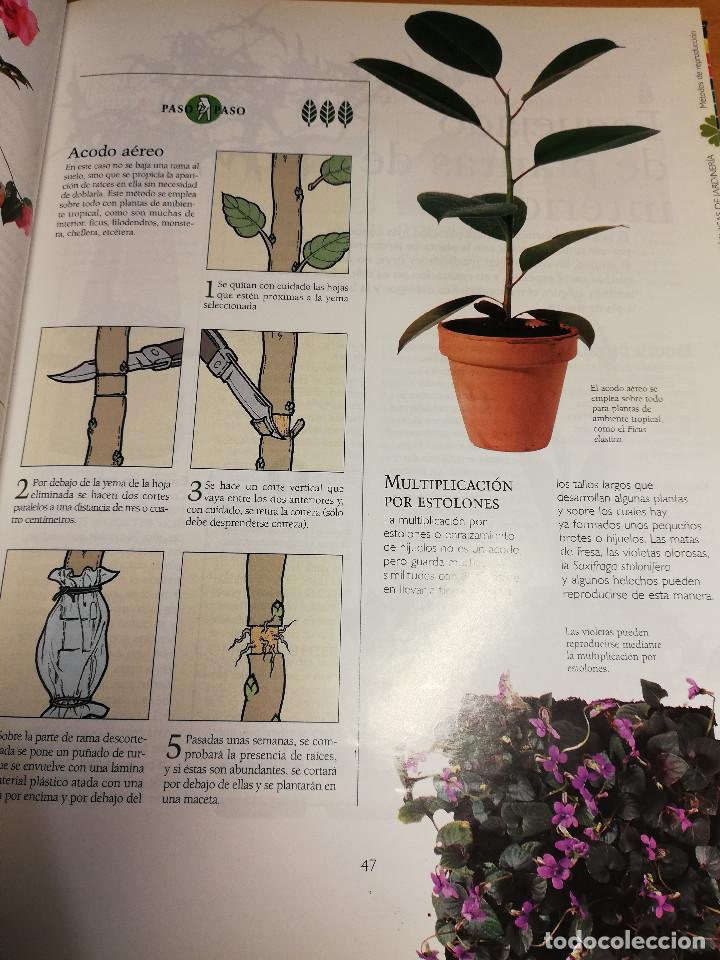 Libros de segunda mano: MANUAL PR&Aacute;CTICO DE LA JARDINER&Iacute;A (EL PAIS / AGUILAR) - Foto 13