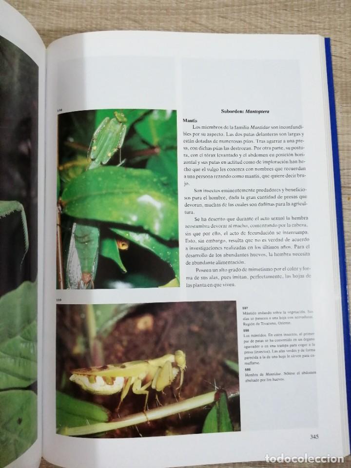 Libros de segunda mano: Fauna del Ecuador. Erwin Patzelt. - Foto 10
