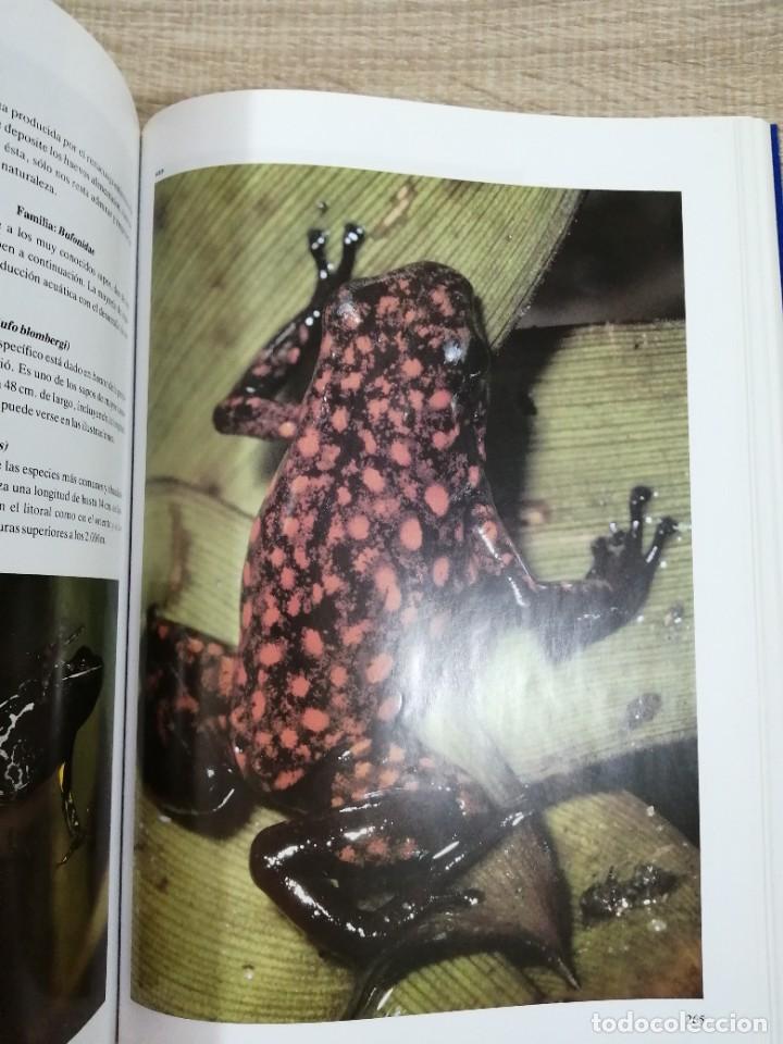 Libros de segunda mano: Fauna del Ecuador. Erwin Patzelt. - Foto 11