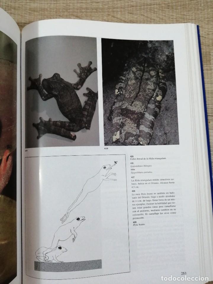Libros de segunda mano: Fauna del Ecuador. Erwin Patzelt. - Foto 12