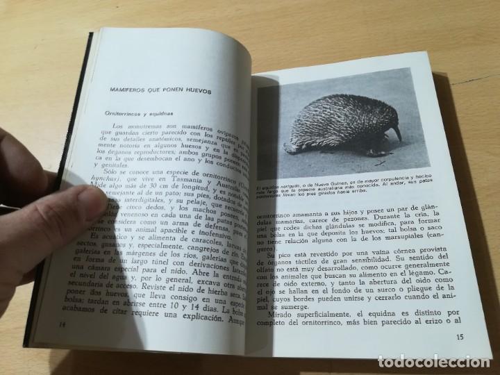 Libros de segunda mano: MAMIFEROS / DAIMON / MAURICE BURTON / AO66 - Foto 11