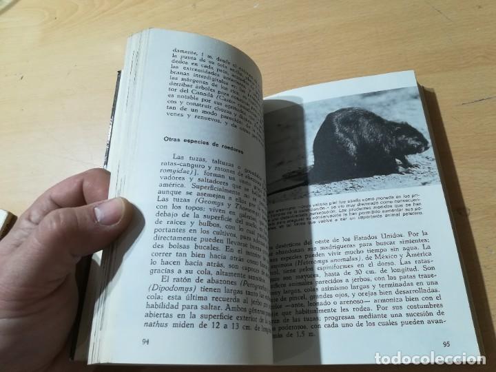 Libros de segunda mano: MAMIFEROS / DAIMON / MAURICE BURTON / AO66 - Foto 14