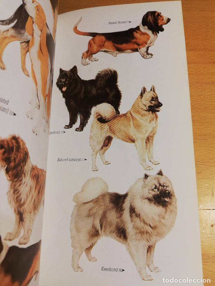 Libros de segunda mano: RAZAS DE PERROS PEQUE&Ntilde;OS (JOAN PALMER) - Foto 8