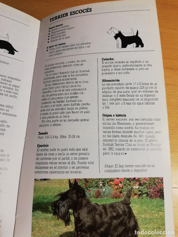 Libros de segunda mano: RAZAS DE PERROS PEQUE&Ntilde;OS (JOAN PALMER) - Foto 10