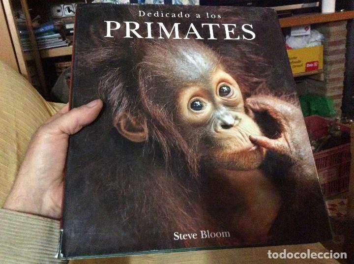 Gebrauchte B&uuml;cher: DEDICADO A LOS PRIMATES STEVE BLOOM TAPA DURA fotosmaravillosas gran tama&ntilde;o