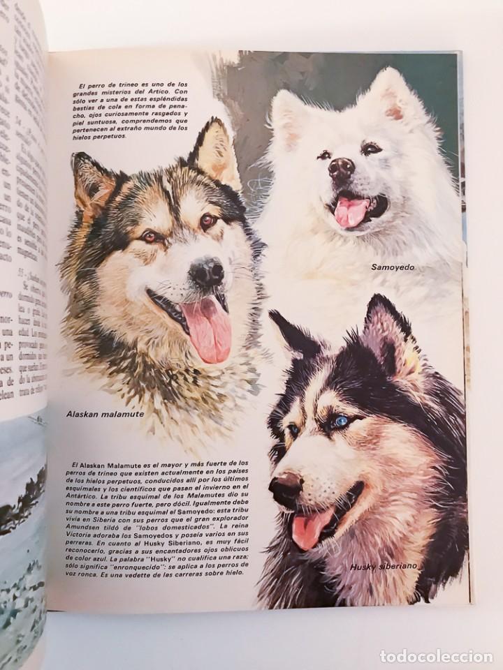 Libros de segunda mano: EL LIBRO DE LOS PERROS, 150 PREGUNTAS Y RESPUESTAS - 1981 - Foto 6