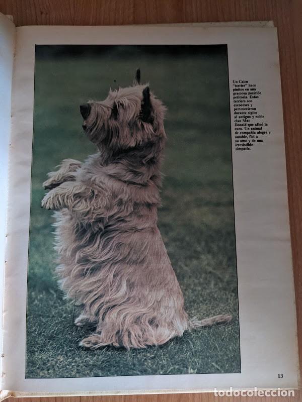 Libros de segunda mano: LOS ANIMALES DE COMPA&Ntilde;&Iacute;A - Foto 3